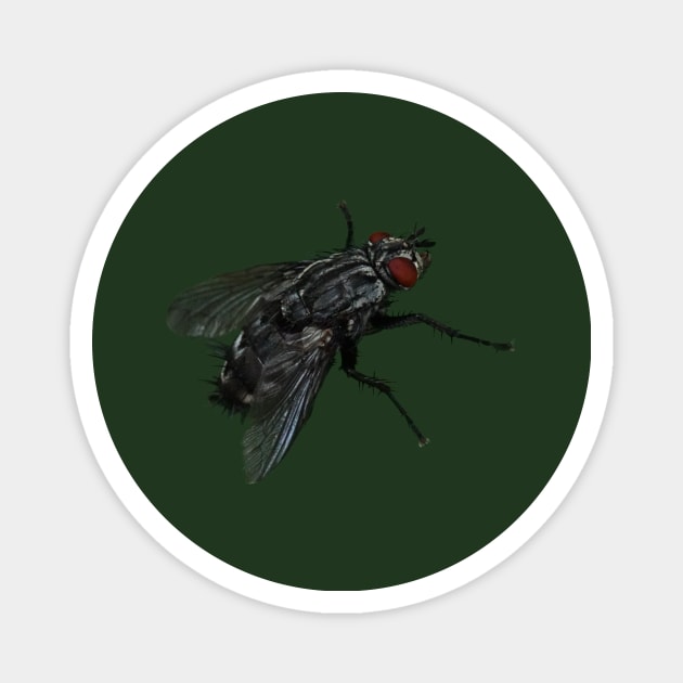 Pretty Giant Fly Novelty Artwork for Insect Lovers Magnet by Pirino